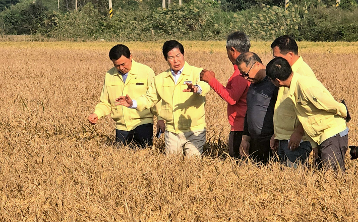 공영민 군수가 벼 '깨씨무늬병' 현장을 찾았다. 고흥군 제공 