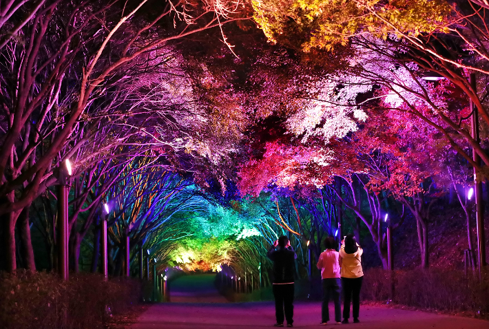 독립기념관 단풍나무숲길. 독립기념관 제공