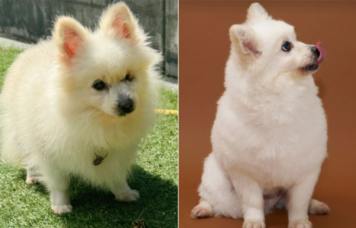 2023년 여름 보령 불법 번식장에서 구조된 나타. 동물권행동 카라 제공