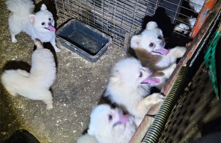 구조 당시 나타가 지내던 환경. 동물권행동 카라 제공