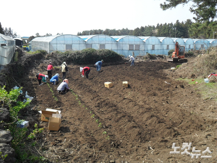 제주도 한 텃밭. 이창준 기자