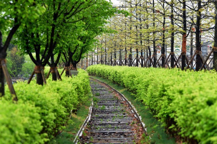 17일 개통한 원주 치악산 바람길숲 구간 중 학성동 왕벚나무 철길. 원주시 제공 