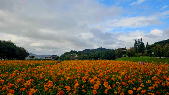 경주 양동마을에 조성된 코스모스 꽃단지. 경주시 제공