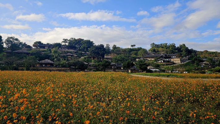 경주 양동마을에 조성된 코스모스 꽃단지. 경주시 제공