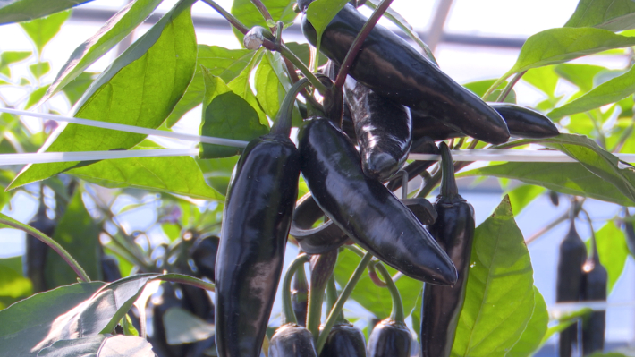 '2025 국제종자박람회' 행사장. 노컷TV 캡처