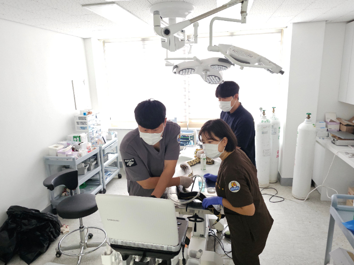 광주시 우치공원관리사무소는 24일 우치동물원 진료팀이 국제적 멸종위기종 2급인 붉은꼬리보아뱀의 중성화 수술을 성공적으로 마쳤다고 밝혔다. 광주광역시 제공