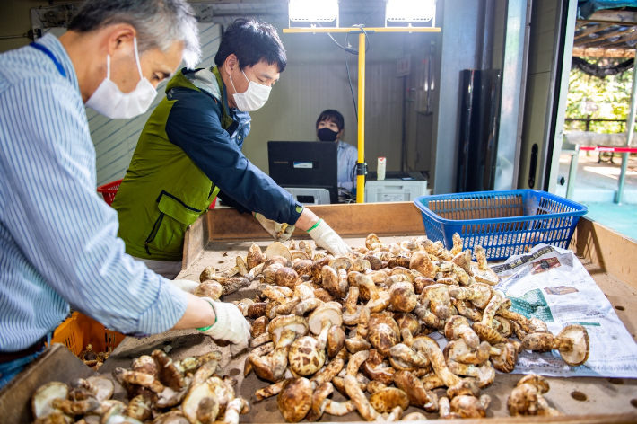 영덕송이. 영덕군 제공