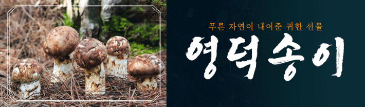 영덕 송이 장터. 영덕군 제공