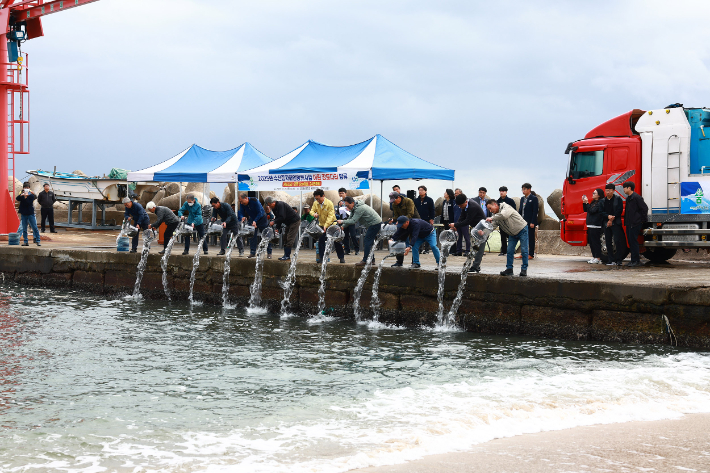울진군이 양정항에서 강도다리 24만 마리 방류 행사를 갖고 있다. 울진군 제공