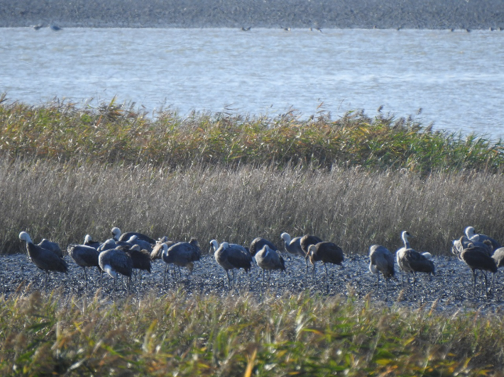 지난 22일 흑두루미 73마리가 순천만 갯벌에서 휴식하고 있다. 순천시 제공