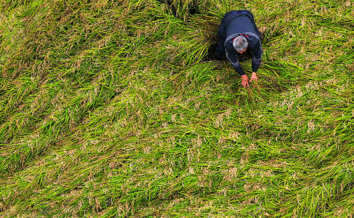 가을장마에 쓰러진 벼 살펴보는 농민. 연합뉴스