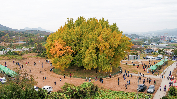 원주시 문막읍 반계리 천연기념물 167호 은행나무. 원주시 제공 