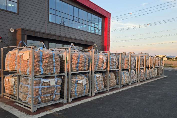 익산시에서 생산된 양파. 익산시 제공