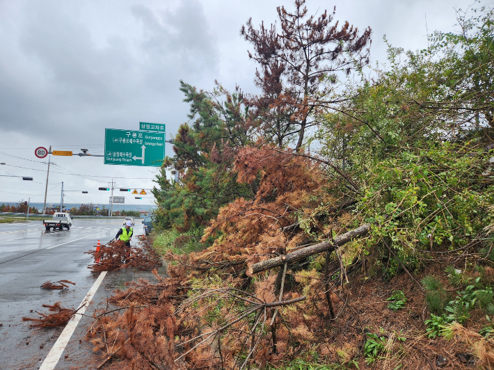 포항시가 2025년 하반기 위험목 제거사업으로 생활권 위험목을 제거하고 있다. 포항시 제공