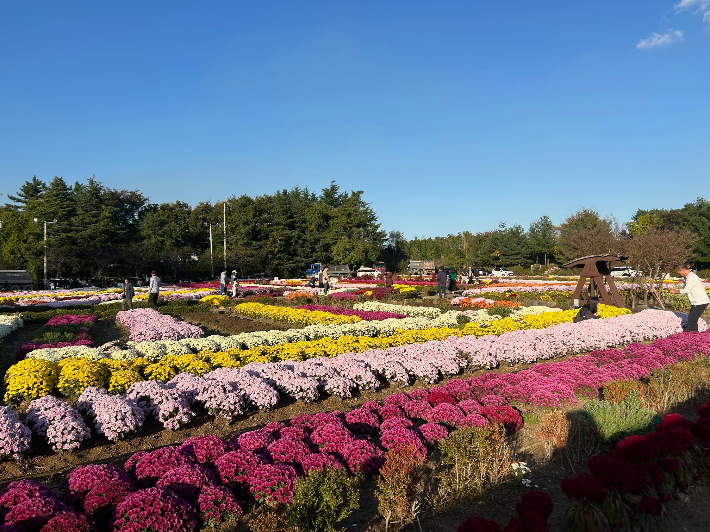 지난해 뱃머리마을에 펼쳐진 국화 꽃밭. 포항시 제공