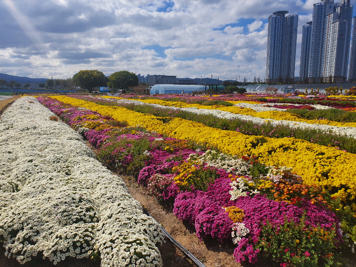 지난해 뱃머리마을에 펼쳐진 국화 꽃밭. 포항시 제공