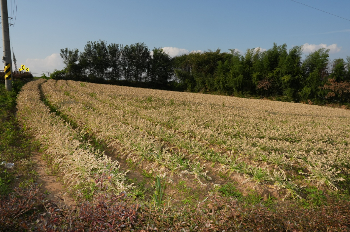 피해를 입은 단무지 밭. 음성군의회 제공