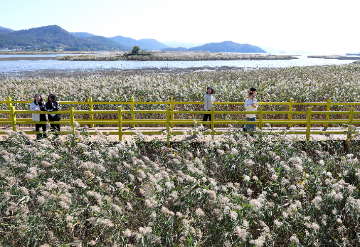 29일 제10회 강진만 춤추는 갈대축제가 열리는 전남 강진만생태공원에서 축제장을 찾은 관광객들이 갈대밭을 거닐고 있다. 전남 강진군 제공