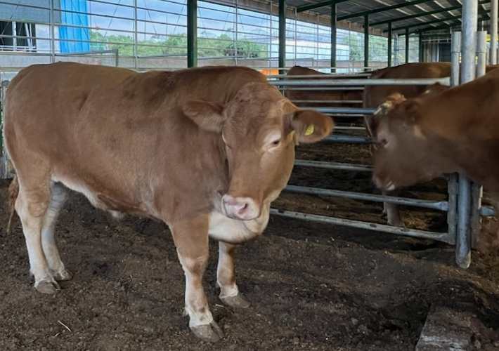 제주도내 한 농가에서 출하한 무게 1톤이 넘는 슈퍼한우들. 제주농협 제공