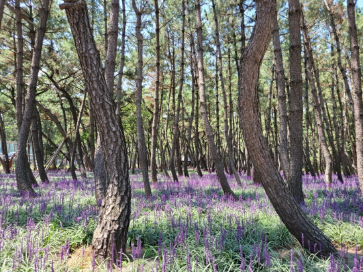 맥문동이 개화한 송도솔밭 도시숲. 포항시 제공