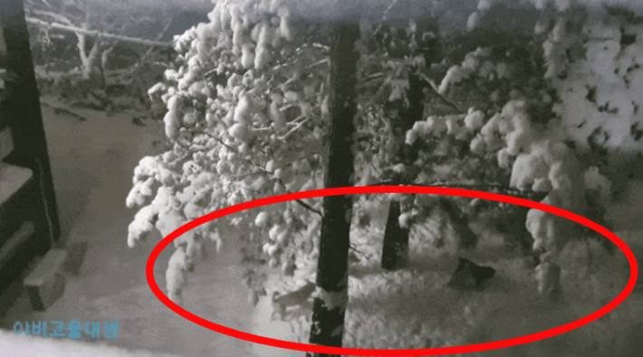 온라인 커뮤니티 캡처