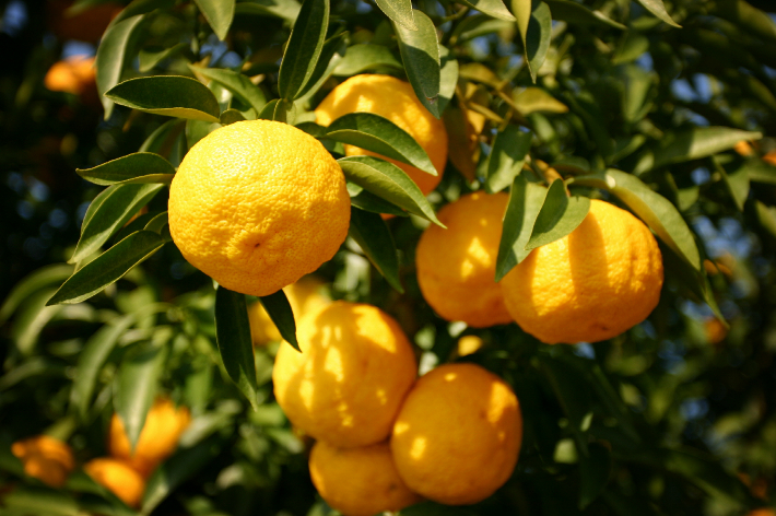 고흥 유자. 고흥군 제공