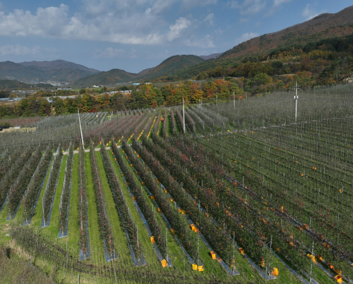 사과밭. 경상북도 제공