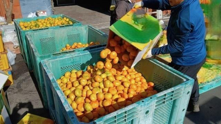 상품 외 감귤 단속에 나서는 서귀포시. 서귀포시 제공