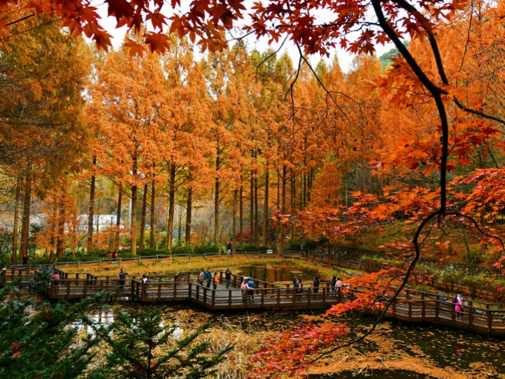 장태산 휴양림. 대전시 제공