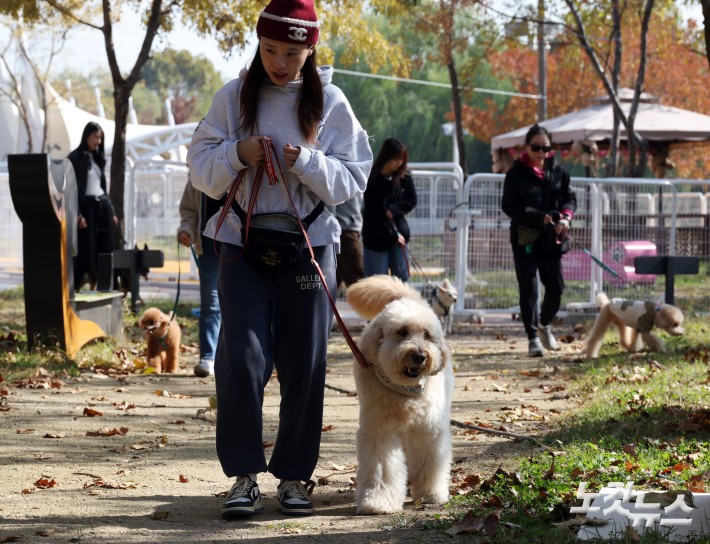 마포구 반려동물 교육…산책 나선 반려견