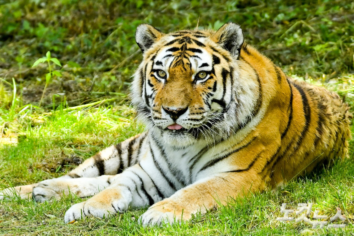 국내 최고령 호랑이 '한청'. 한국수목원정원관리원 제공