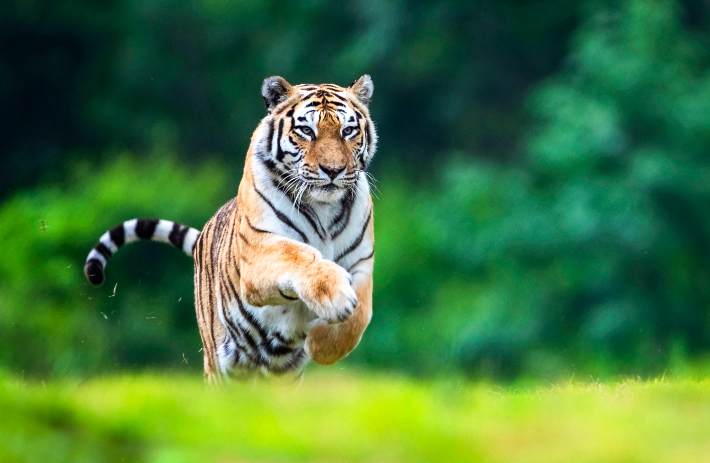 국내 최고령 호랑이 '한청'. 한국수목원정원관리원 제공