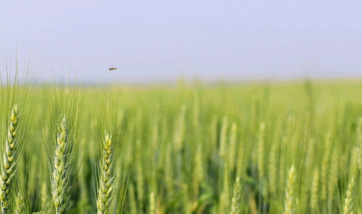 中 미국산 대두 이어 밀 구매 재개…美中 합의 이행