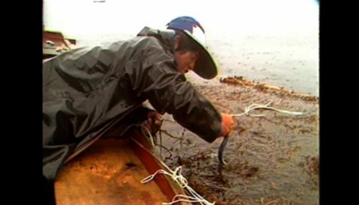 MBC강원영동 특집 해양 다큐멘터리 '꽁치풀 – 바다의 속삭임'. MBC강원영동 제공