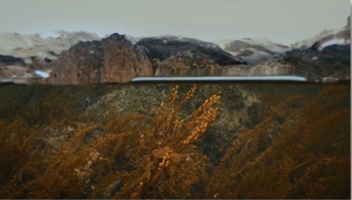 MBC강원영동 특집 해양 다큐멘터리 '꽁치풀 – 바다의 속삭임'. MBC강원영동 제공