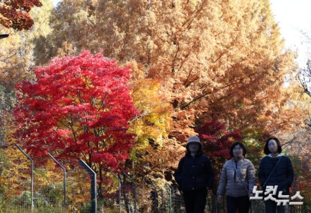 단풍이 절정을 향해 가고 있는 10일 오후 경기도 과천 서울대공원에 단풍이 물들어 있다.