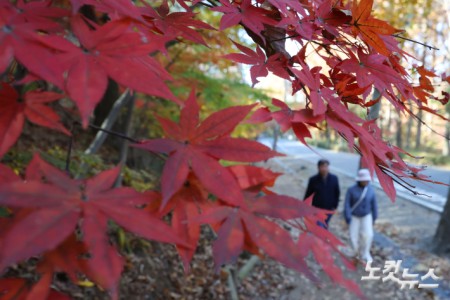 단풍이 절정을 향해 가고 있는 10일 오후 경기도 과천 서울대공원에 단풍이 물들어 있다.