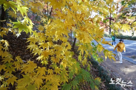 단풍이 절정을 향해 가고 있는 10일 오후 경기도 과천 서울대공원에 단풍이 물들어 있다.