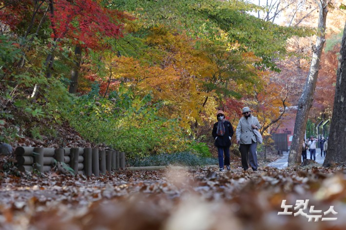 단풍이 절정을 향해 가고 있는 10일 오후 경기도 과천 서울대공원에 단풍이 물들어 있다.