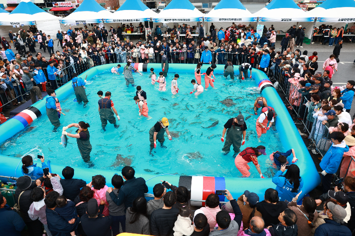 죽변항 수산물축제 프로그램 중 하나인 맨손 활어잡기. 울진군 제공
