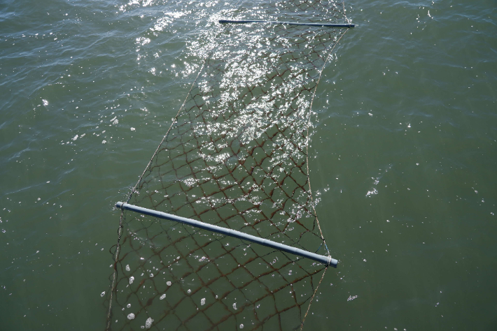 때 이른 황백화 현상이 나타난 충남 서천군의 물김 양식장. 서천군 제공