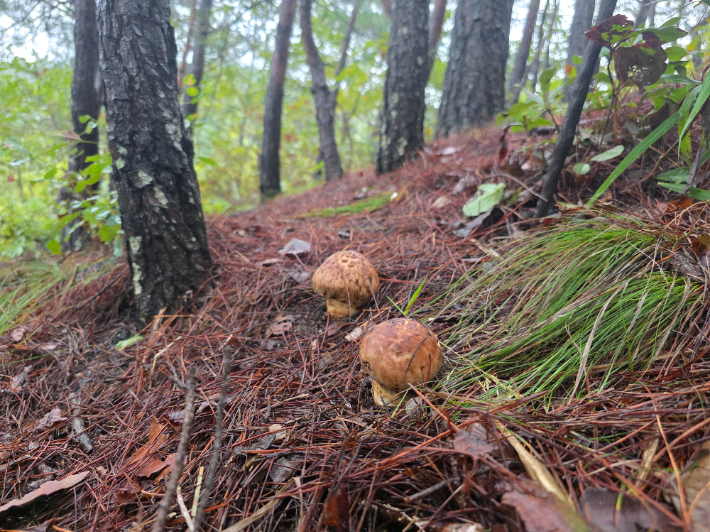 국립산림과학원 제공