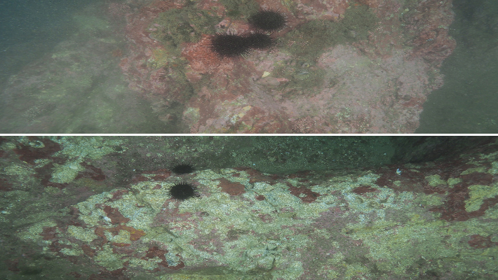 갯녹음 암반 해조서식환경 복원사업 전과 후(사진 아래). 강릉시 제공