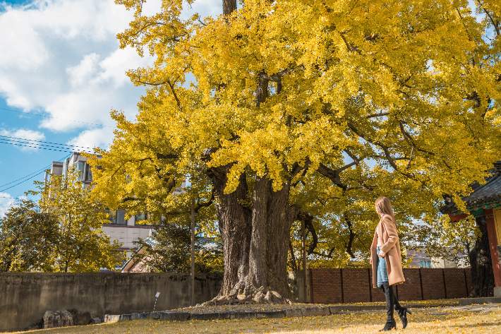 동부동 경주문화원 은행나무. 경주시 제공