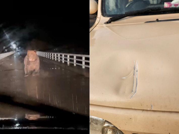 차량에 돌진한 야생 곰과 손상된 보닛. 소셜미디어 X(구 트위터) 캡처