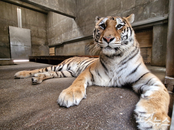 백두산호랑이 '미령'. 한국수목원정원관리원 제공