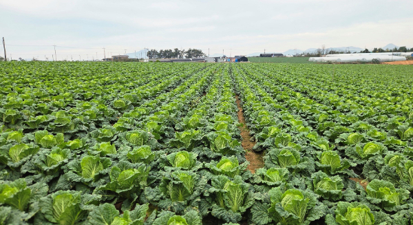 전남 해남의 가을배추 생육 현장. 한국농수산식품유통공사 제공