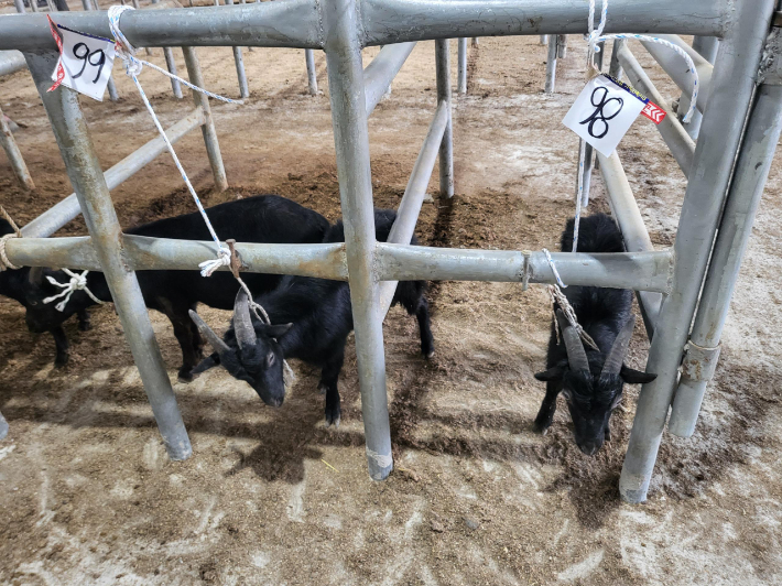 염소. 경남도청 제공 