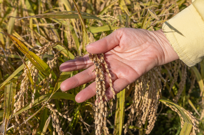 가을장마 피해를 입은 익산지역 벼. 익산시 제공