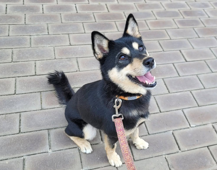 카라 더봄센터에서 제일 똑똑한 댕댕이 수학이. 카라 제공